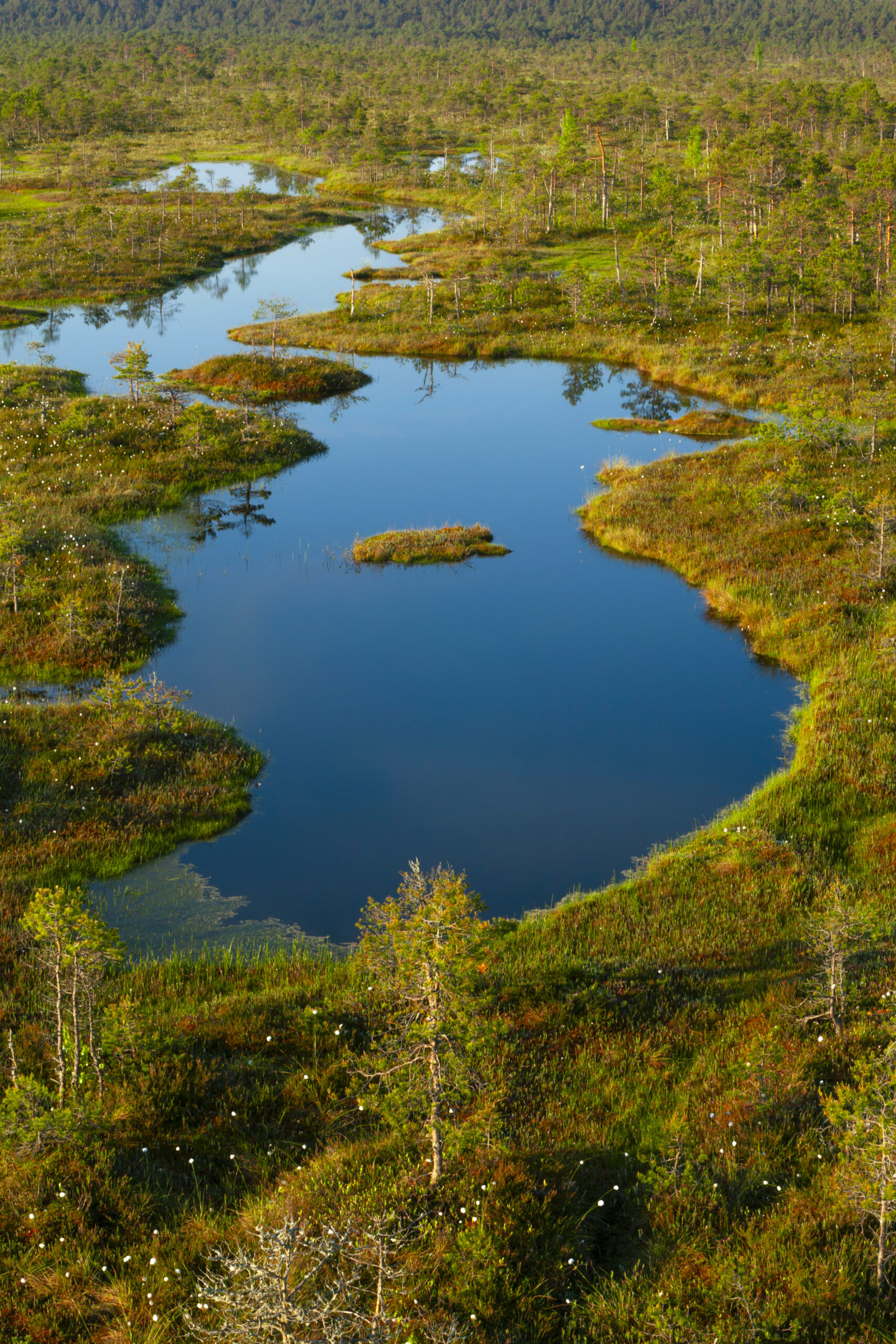 Elevated view across freshwater pools and wetlands of Männikjärve bog in Endla Nature Reserve, Estonia